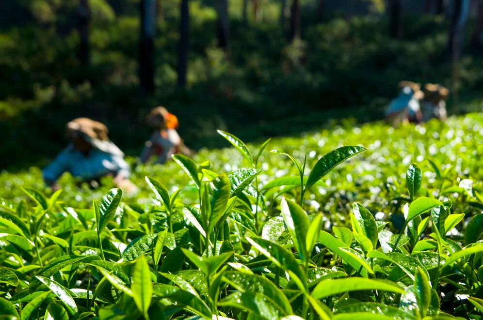 Islamabad Tea